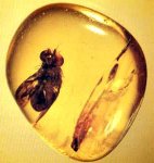 natural amber with insect Poland
